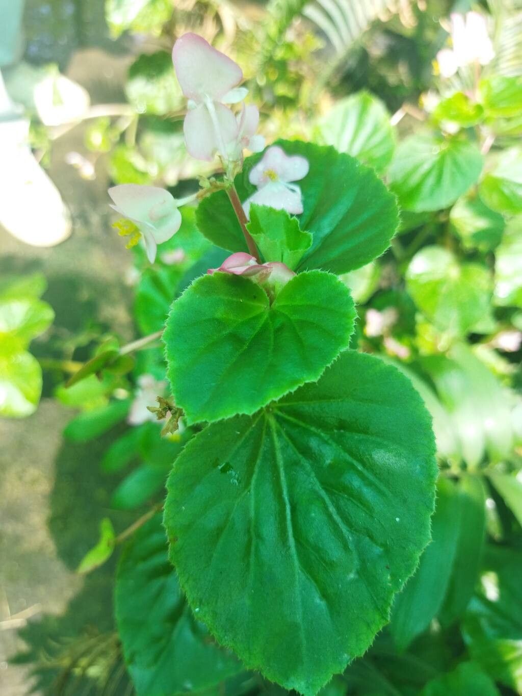 Begonia baronii leaf