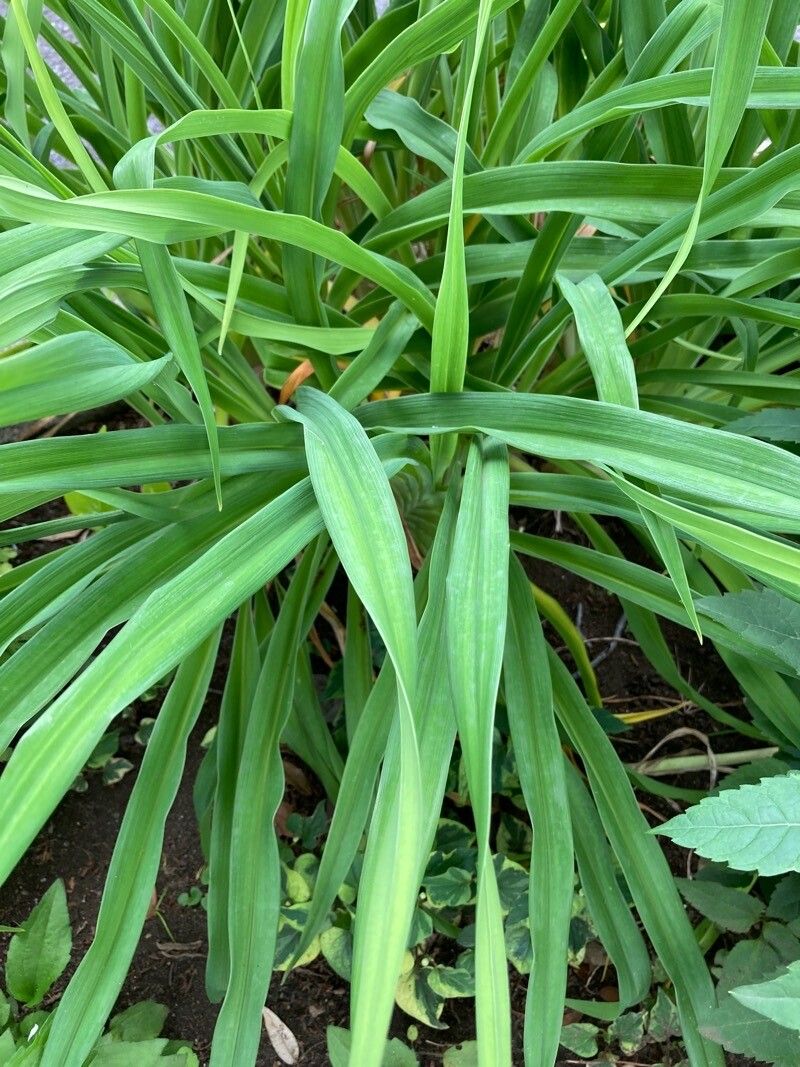 Hemerocallis dumortieri