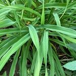 Hemerocallis dumortieri