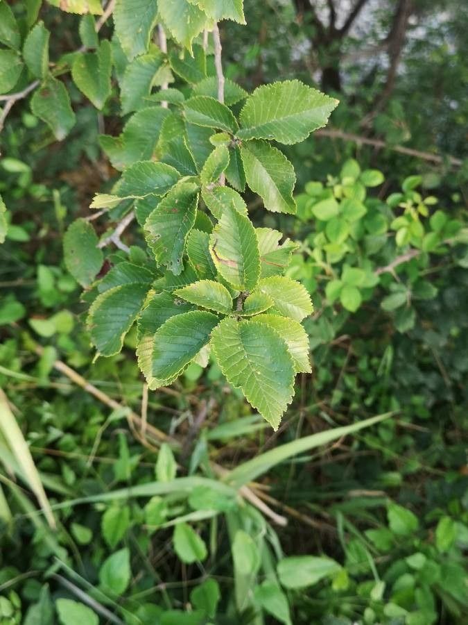 Ulmus carpinifolia flower