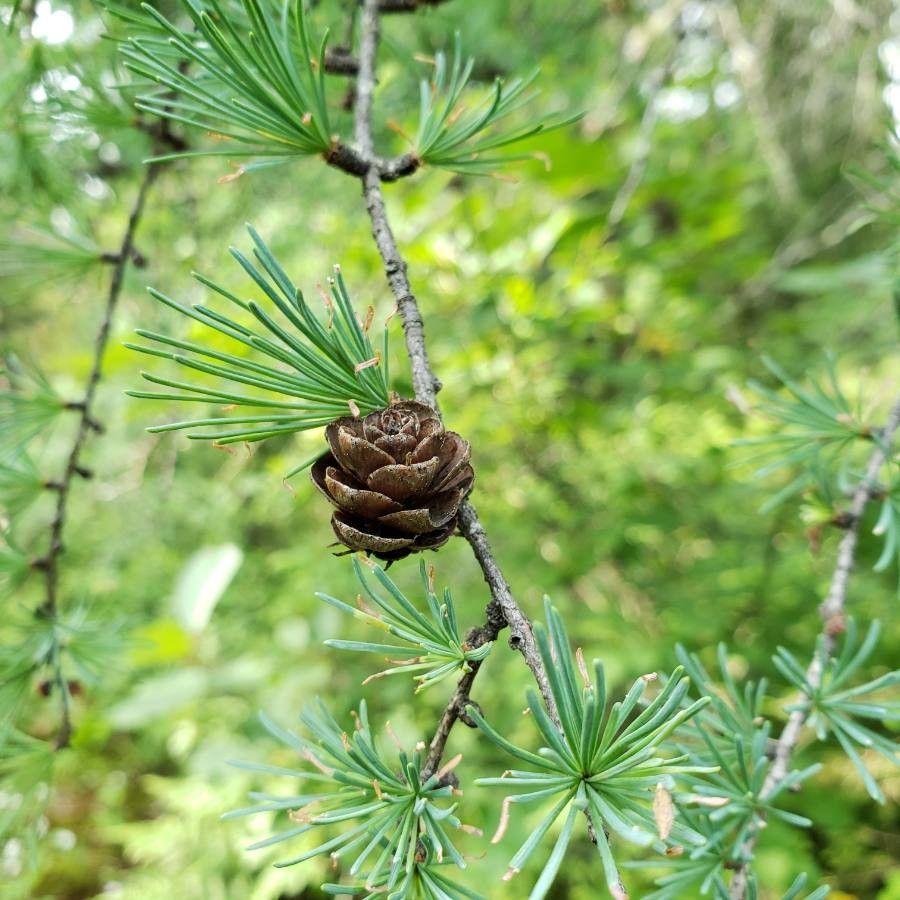 Larix laricina fruit