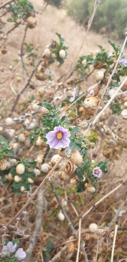 Solanum anguivi flower