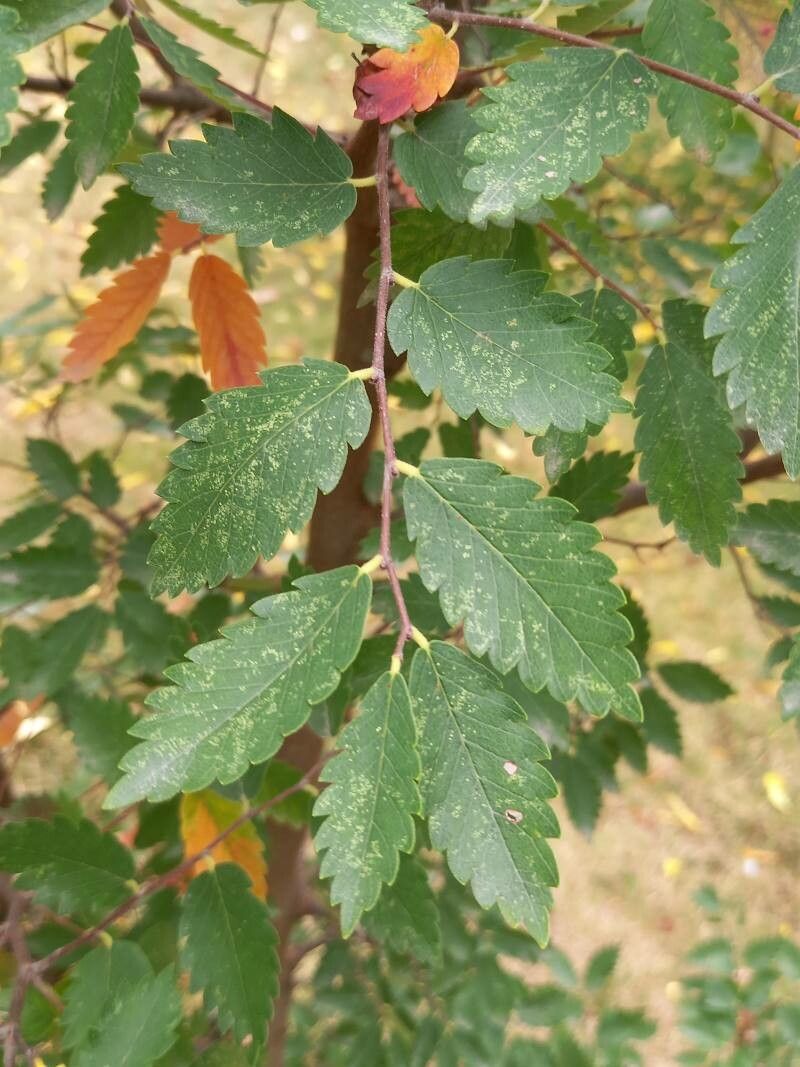 Zelkova sicula — houseplant care guide