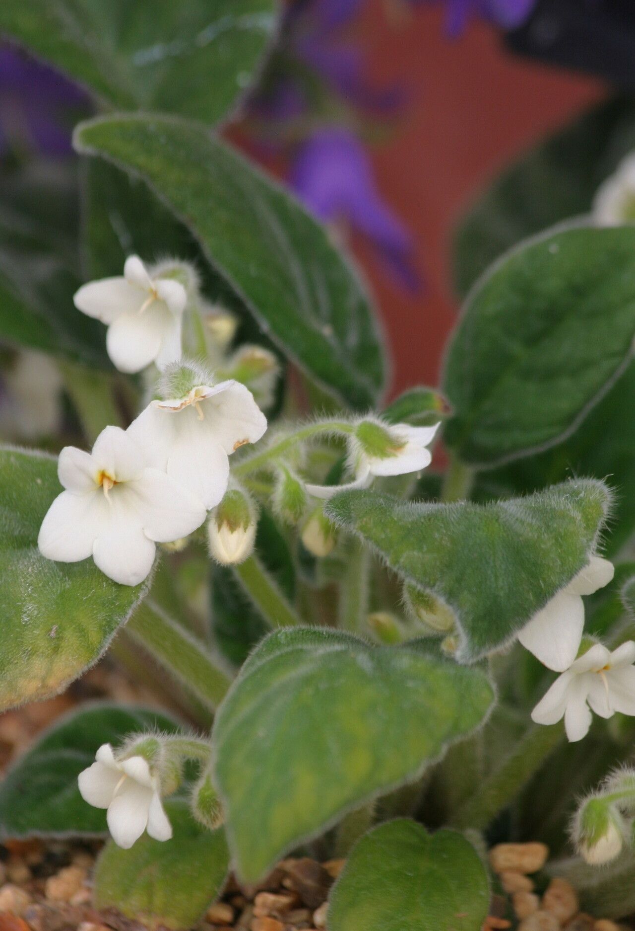 Petrocosmea kerrii — houseplant care guide