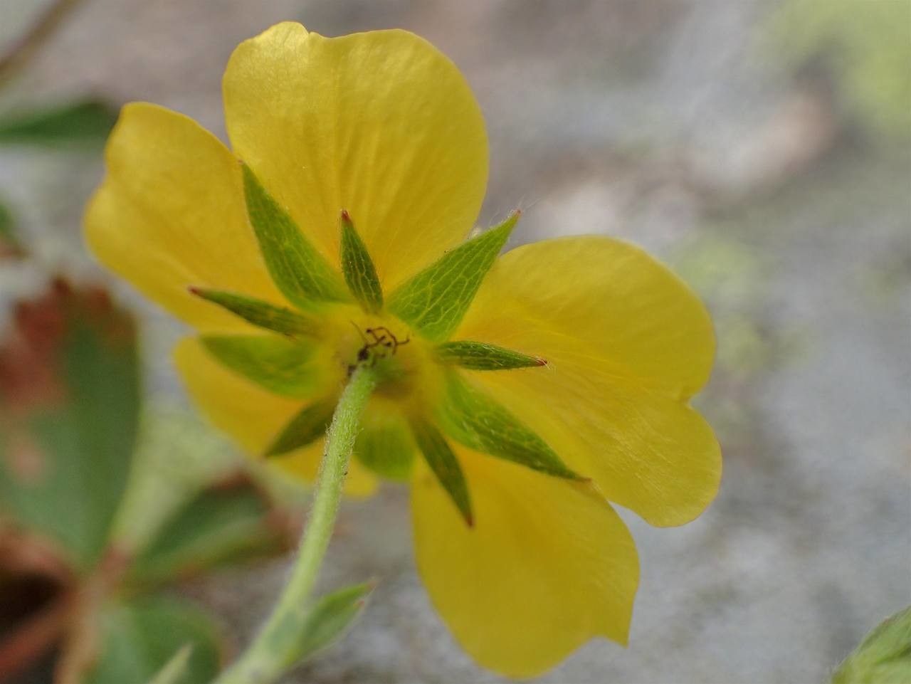 Potentilla frigida flower