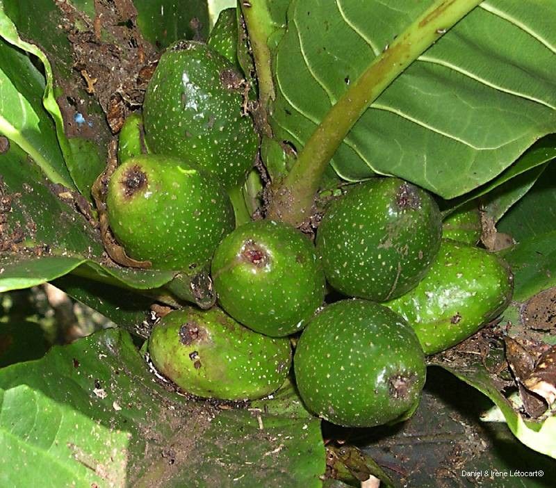 Ficus otophoroides fruit
