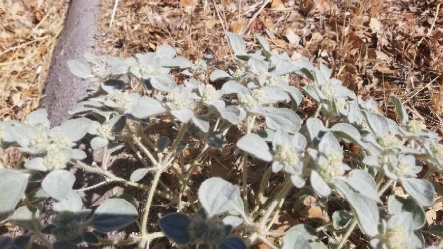 Croton setigerus flower