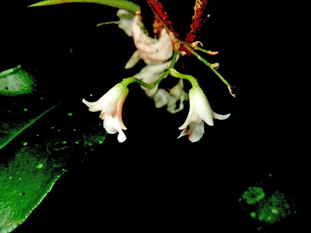 Ionopsis satyrioides other