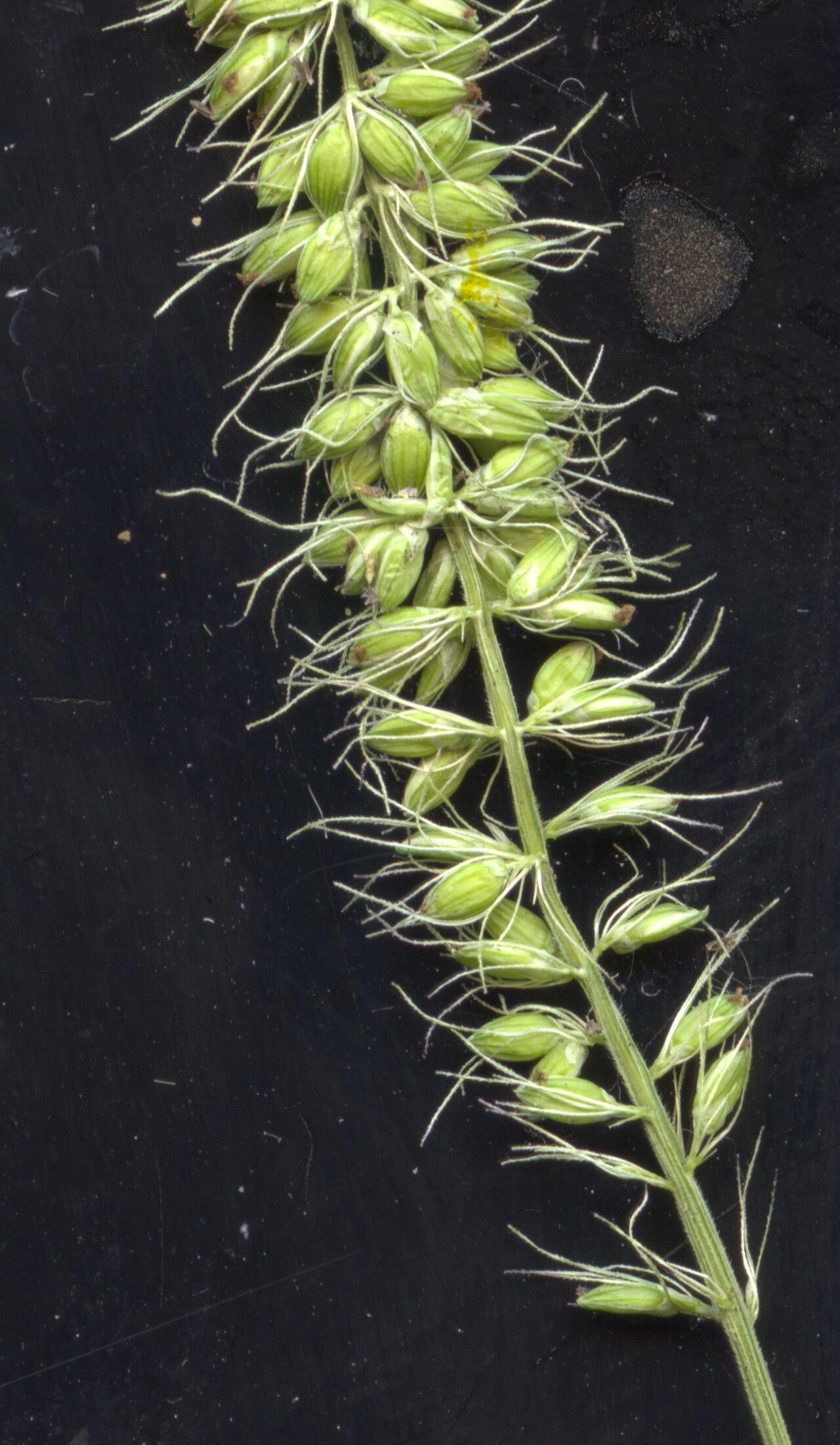 Setaria verticilliformis — search result for 'Setaria'