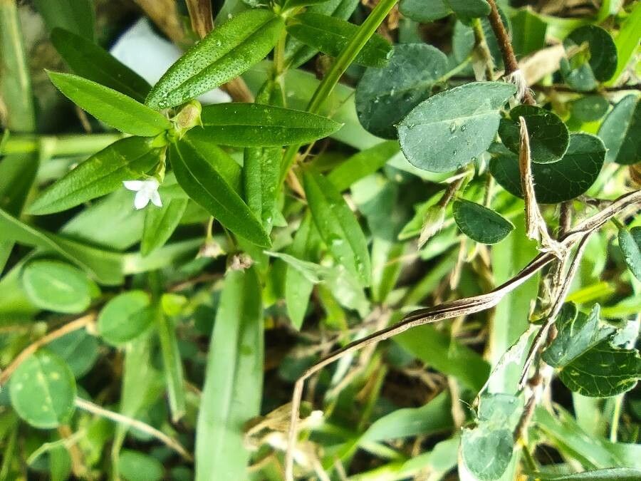 Oldenlandia lancifolia leaf