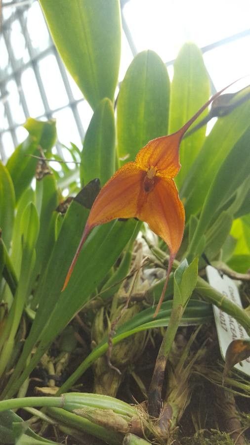 Masdevallia spp.