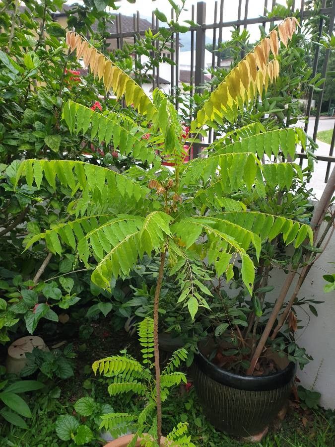 Averrhoa bilimbi leaf
