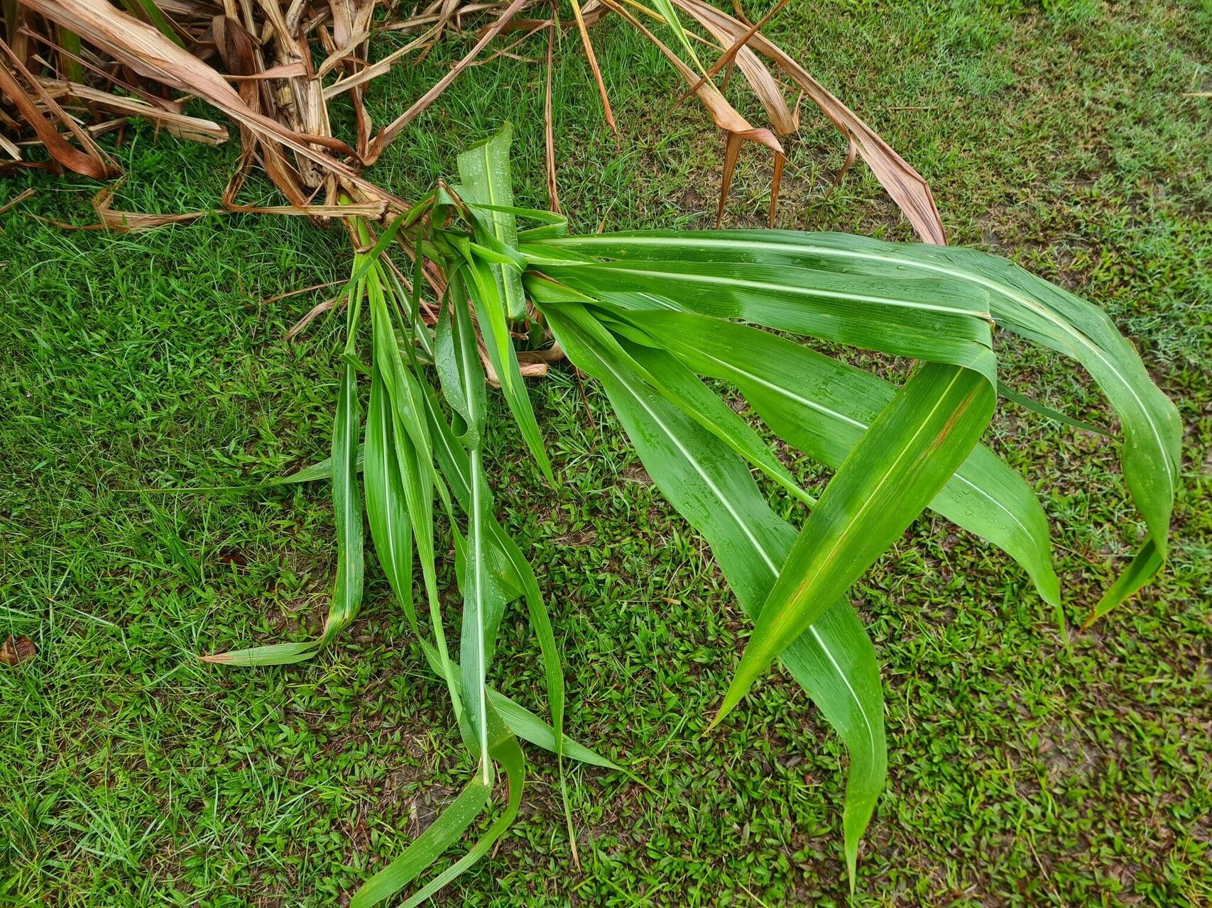Tripsacum andersonii — related species from the same genus