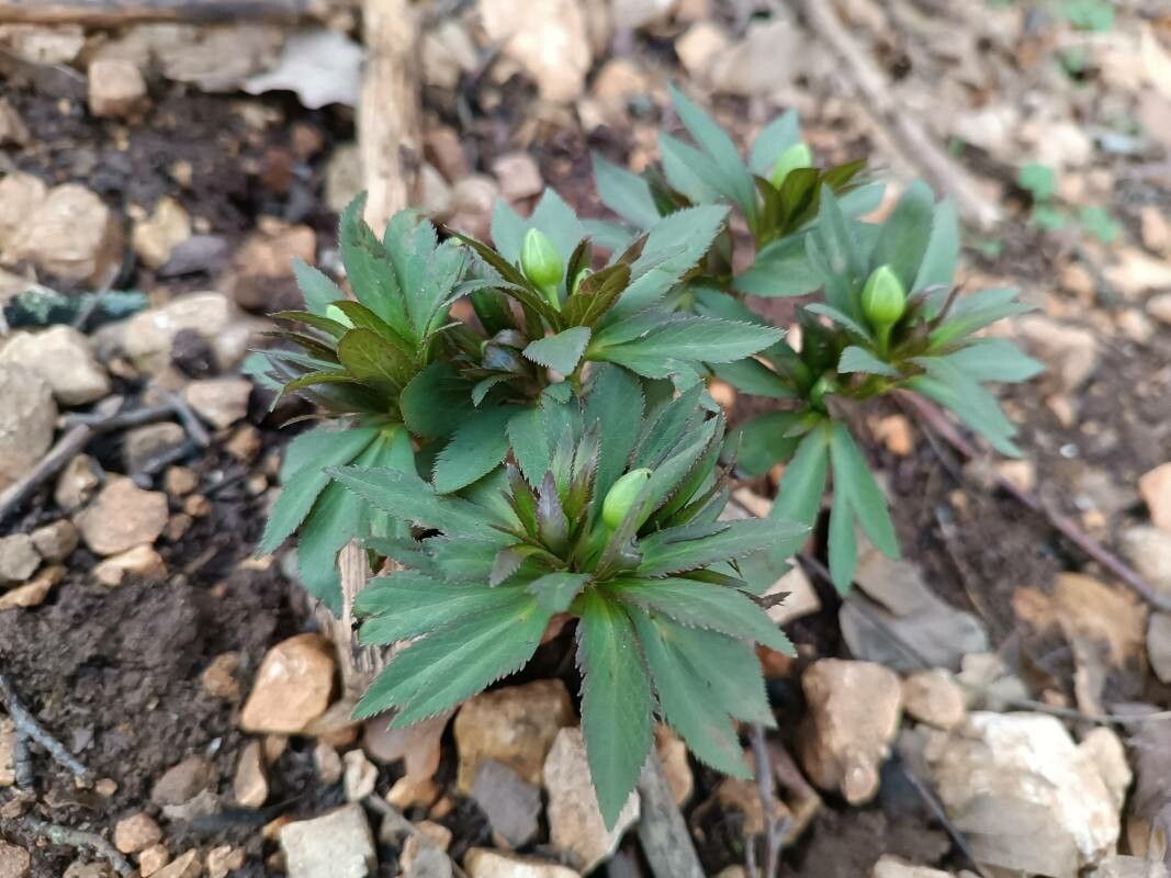 Helleborus dumetorum