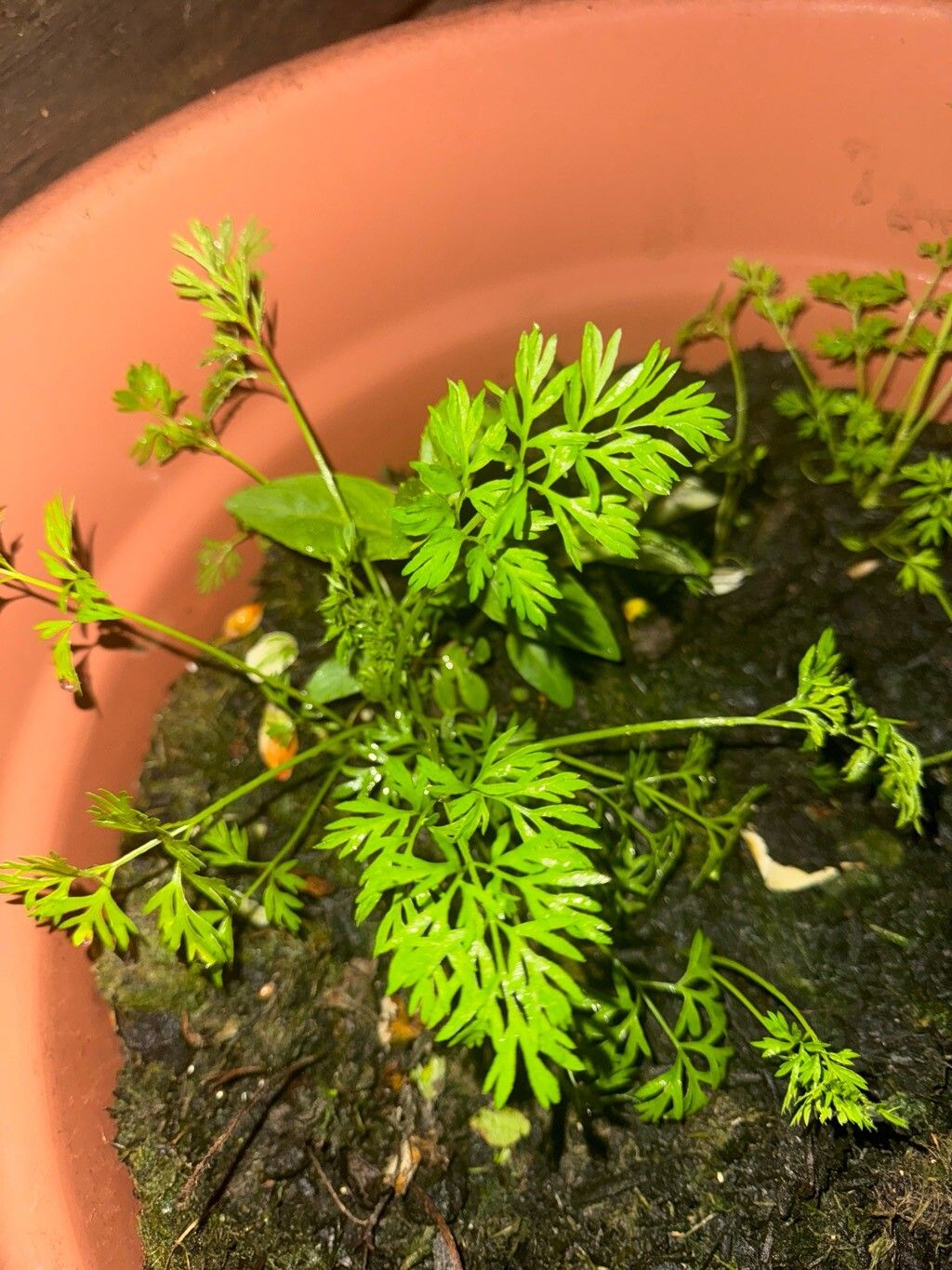 Daucus glochidiatus — search result for 'Apiaceae'