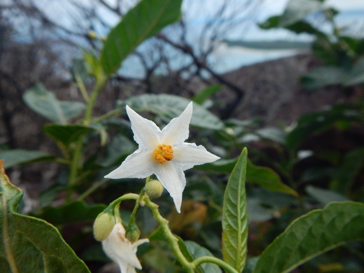 Solanum artense flower