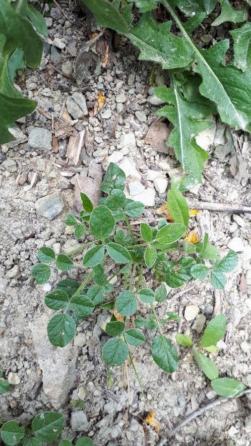 Bituminaria bituminosa habit