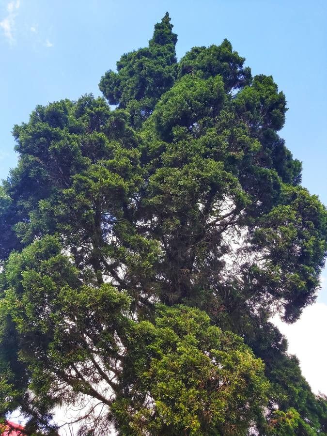 Casuarina junghuhniana — houseplant care guide