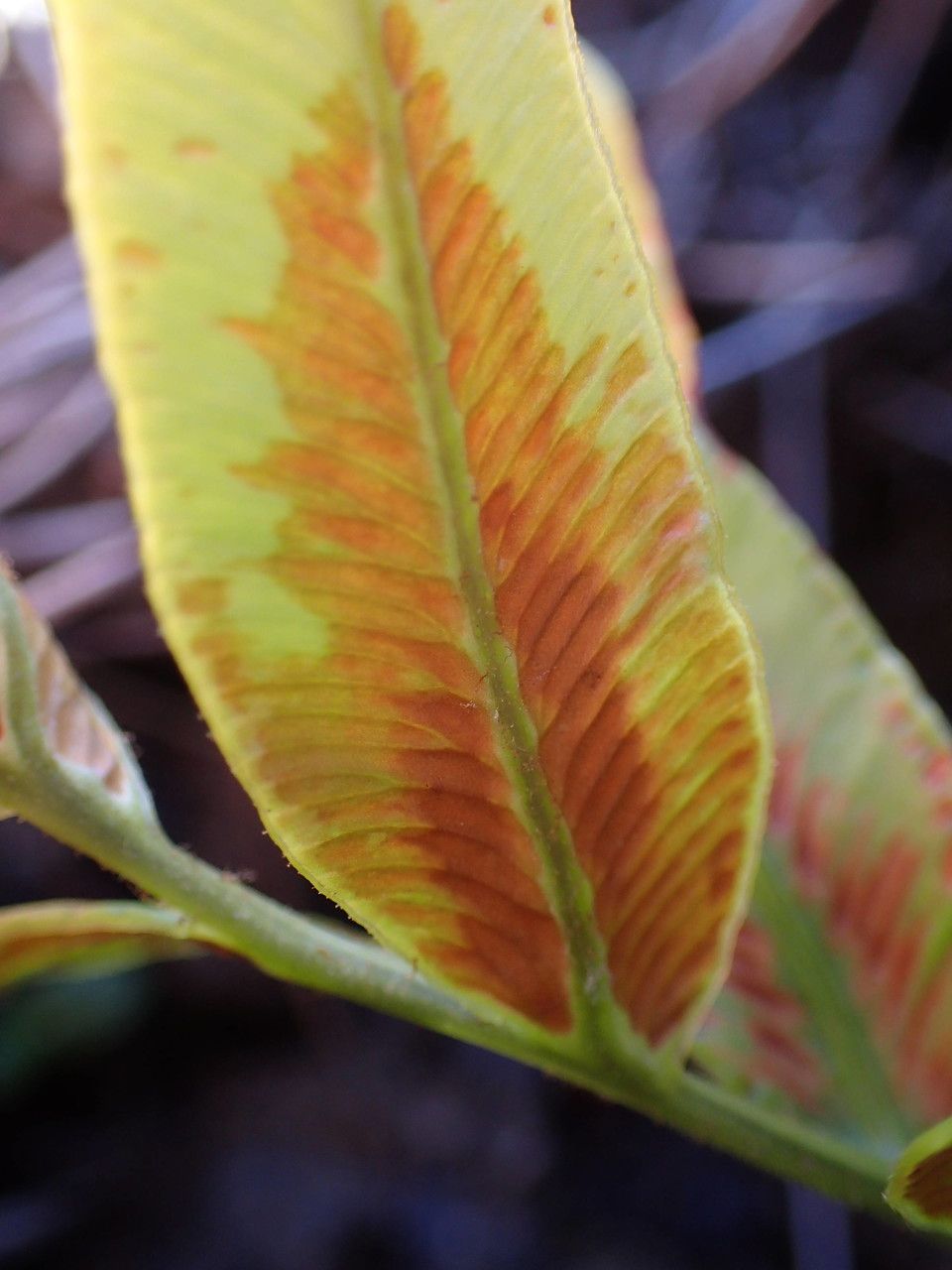 Blechnum tabulare fruit