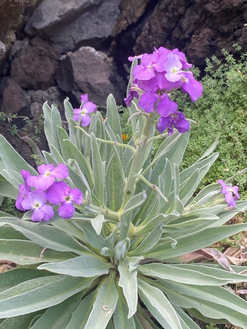 Matthiola maderensis flower