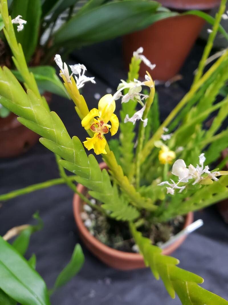 Lockhartia serra flower