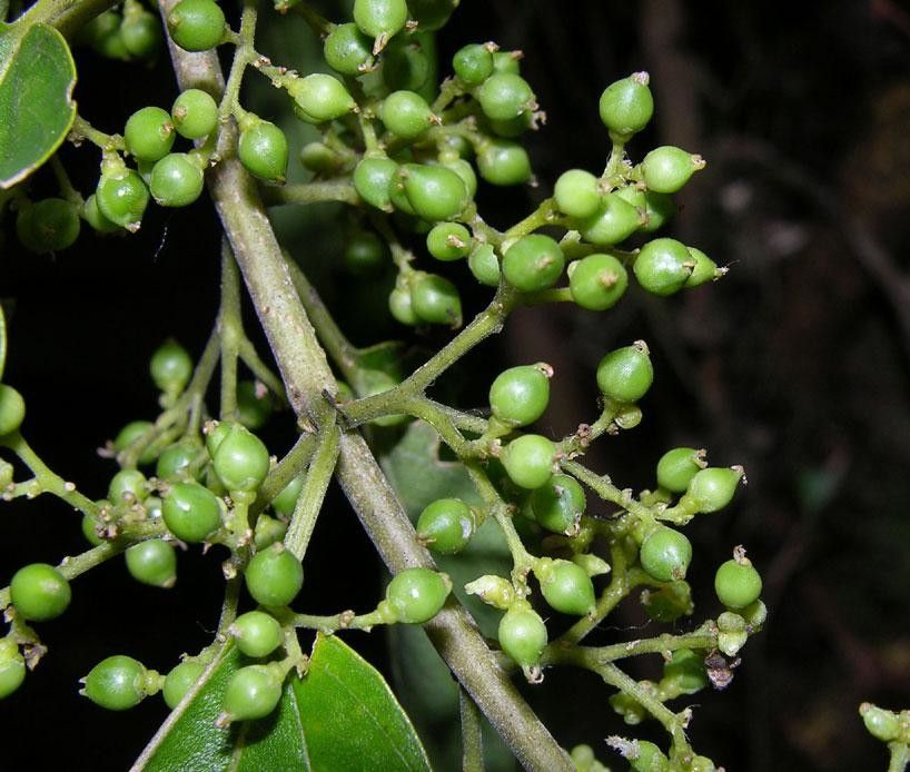Pouzolzia obliqua fruit