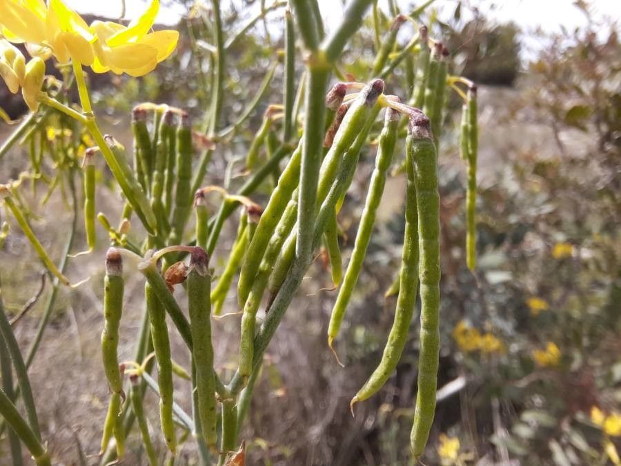 Coronilla juncea fruit