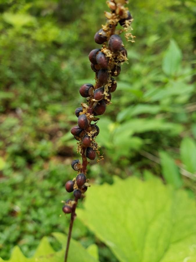 Achlys triphylla fruit