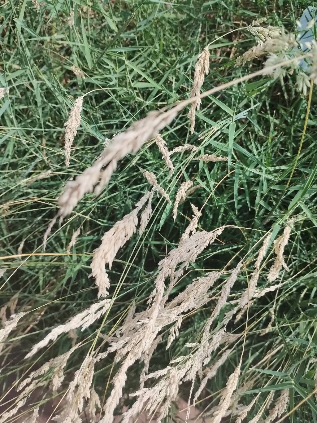 Holcus rigidus — related species from the same genus