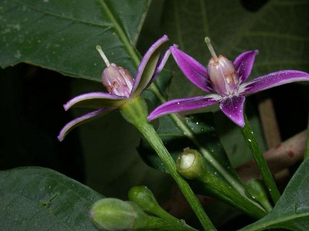 Lycianthes heteroclita flower