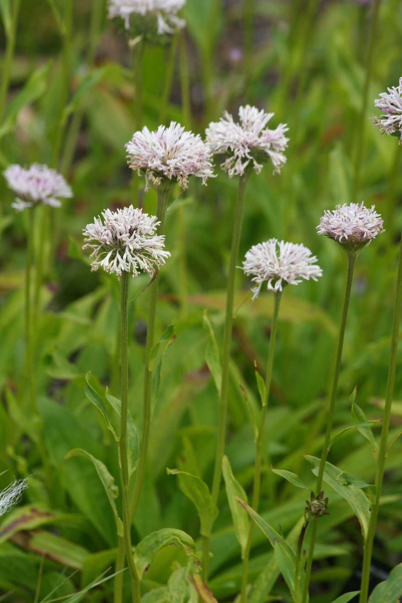 Marshallia grandiflora