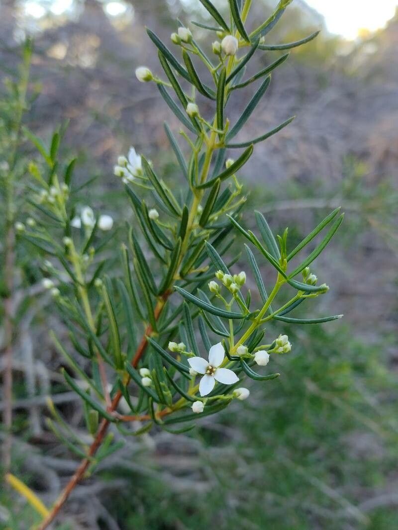 Zieria laevigata habit