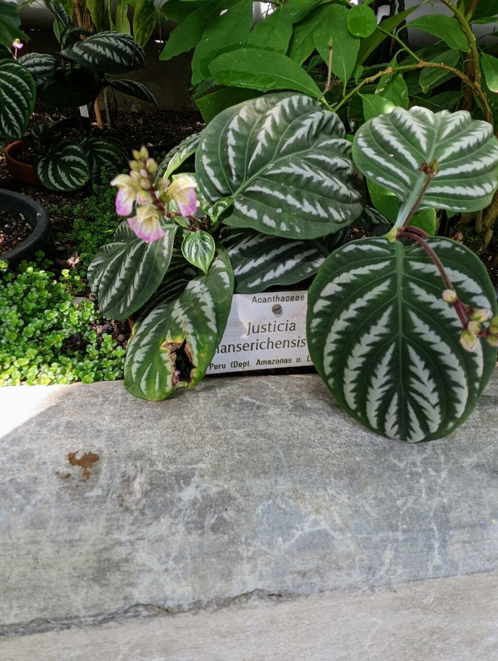 Justicia manserichensis habit