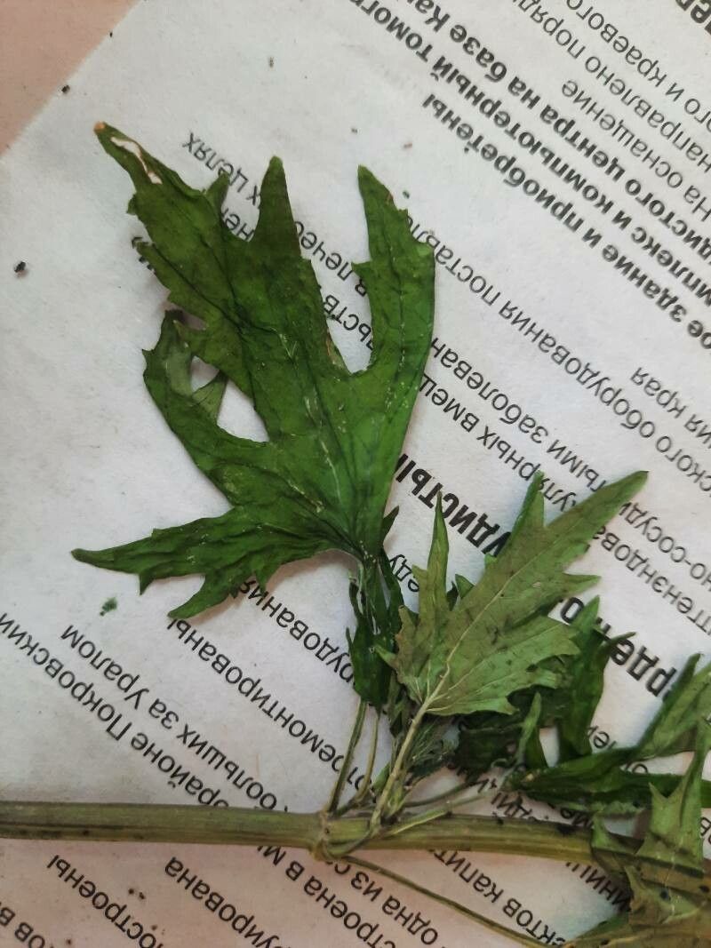 Leonurus tataricus — search result for 'Leonurus'