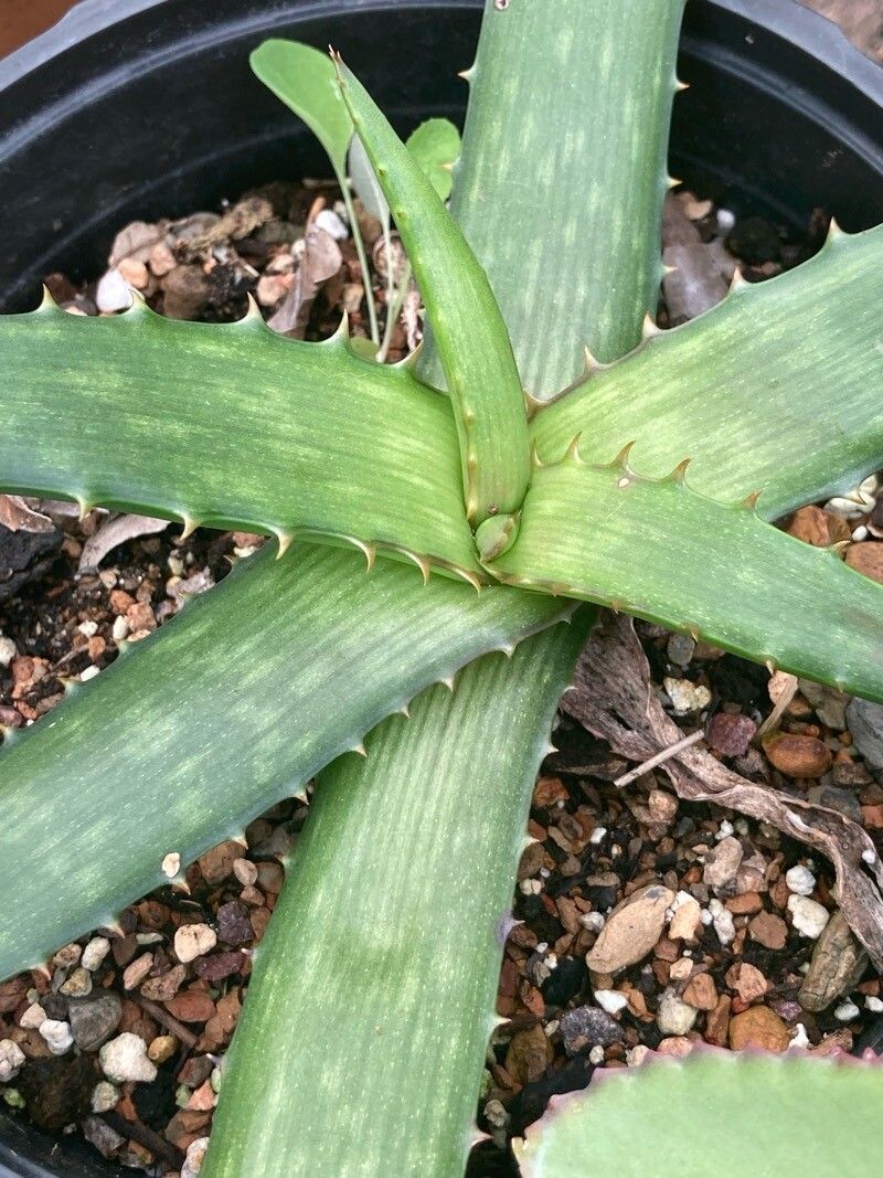 Aloe parvibracteata leaf