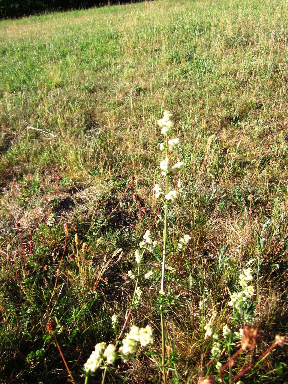 Lupinus densiflorus flower