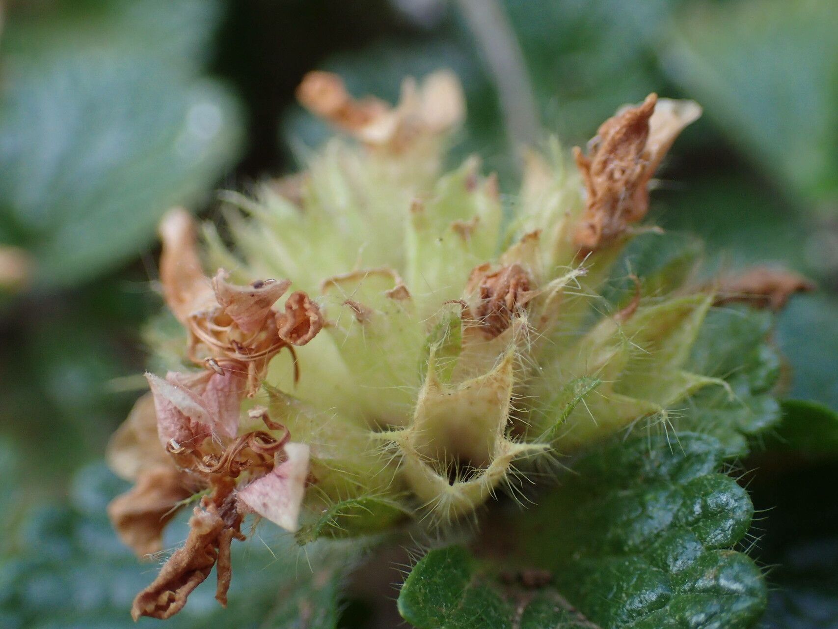 Teucrium pyrenaicum fruit