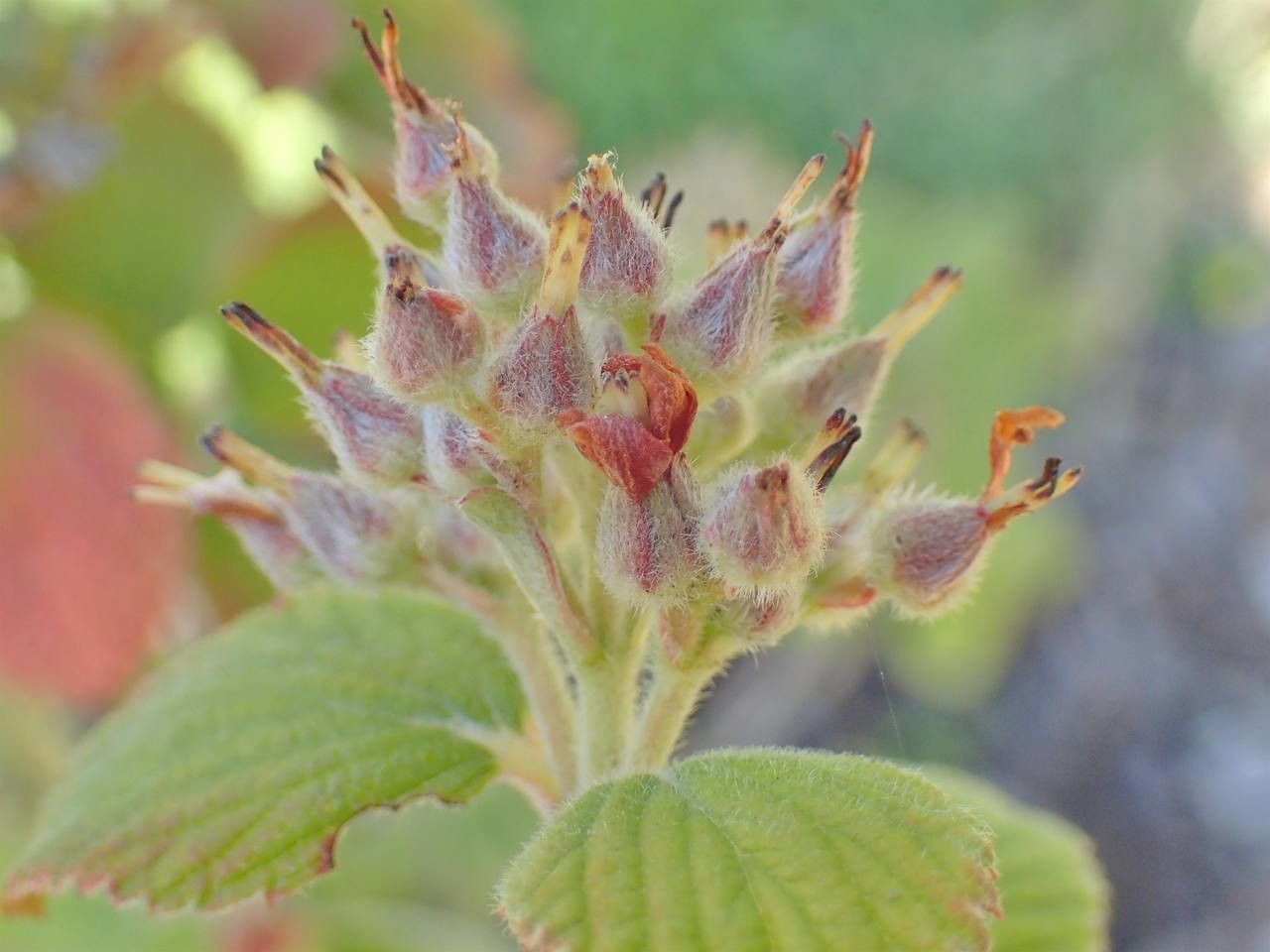 Jamesia americana fruit