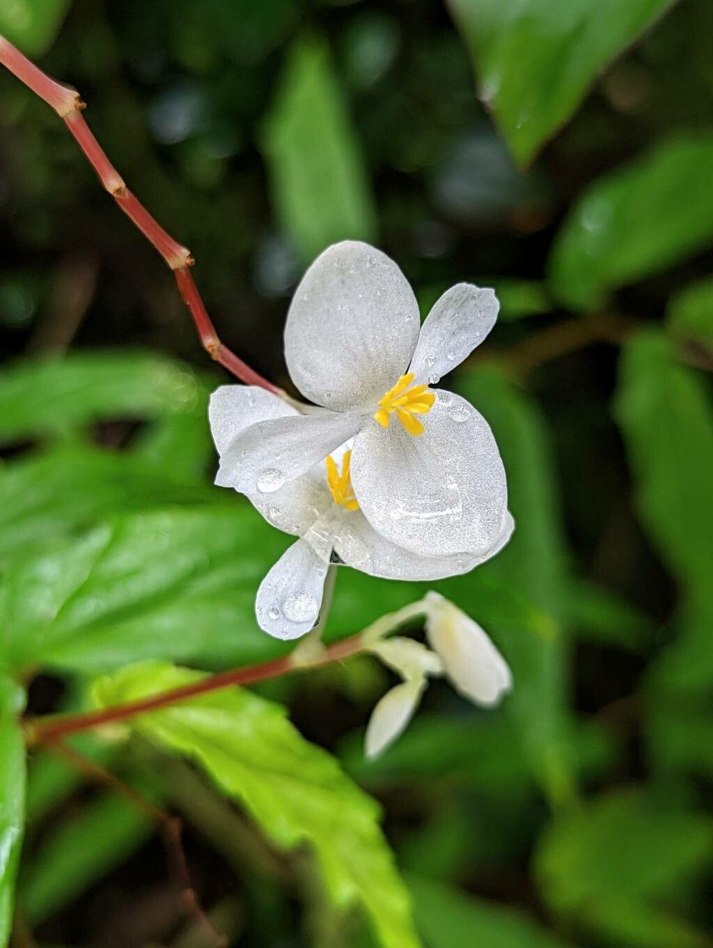 Begonia banaoensis flower