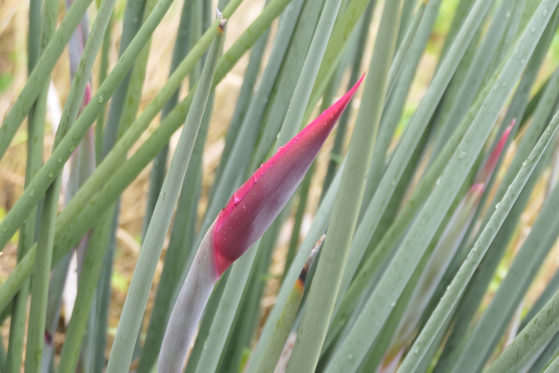 Strelitzia juncea flower
