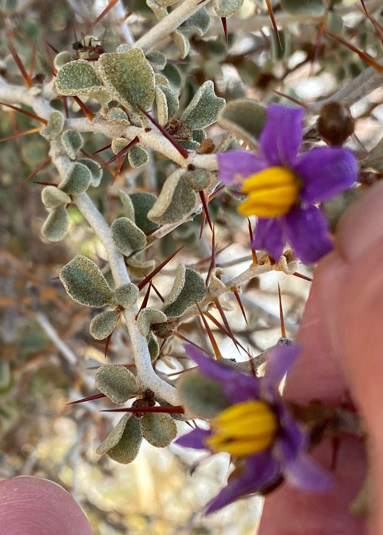 Solanum nummularium — houseplant care guide