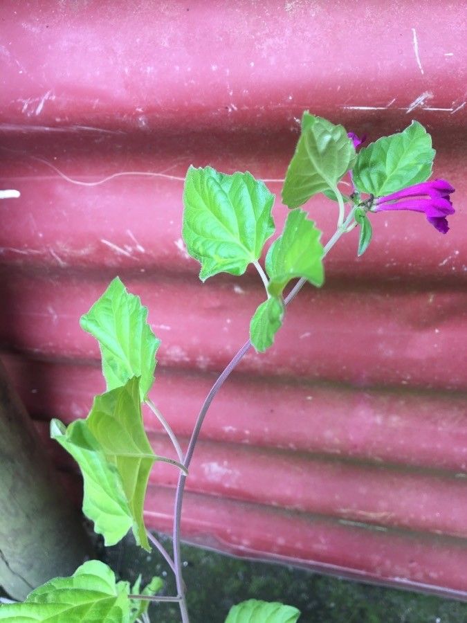 Scutellaria purpurascens leaf