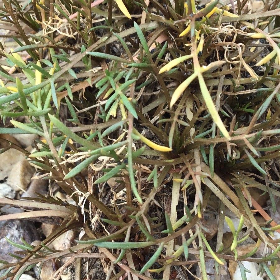 Lepidium navasii leaf
