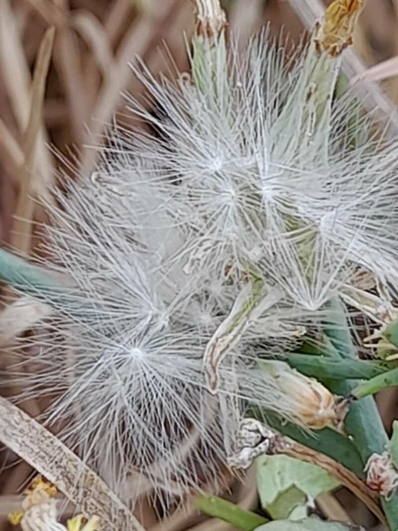 Launaea nudicaulis fruit