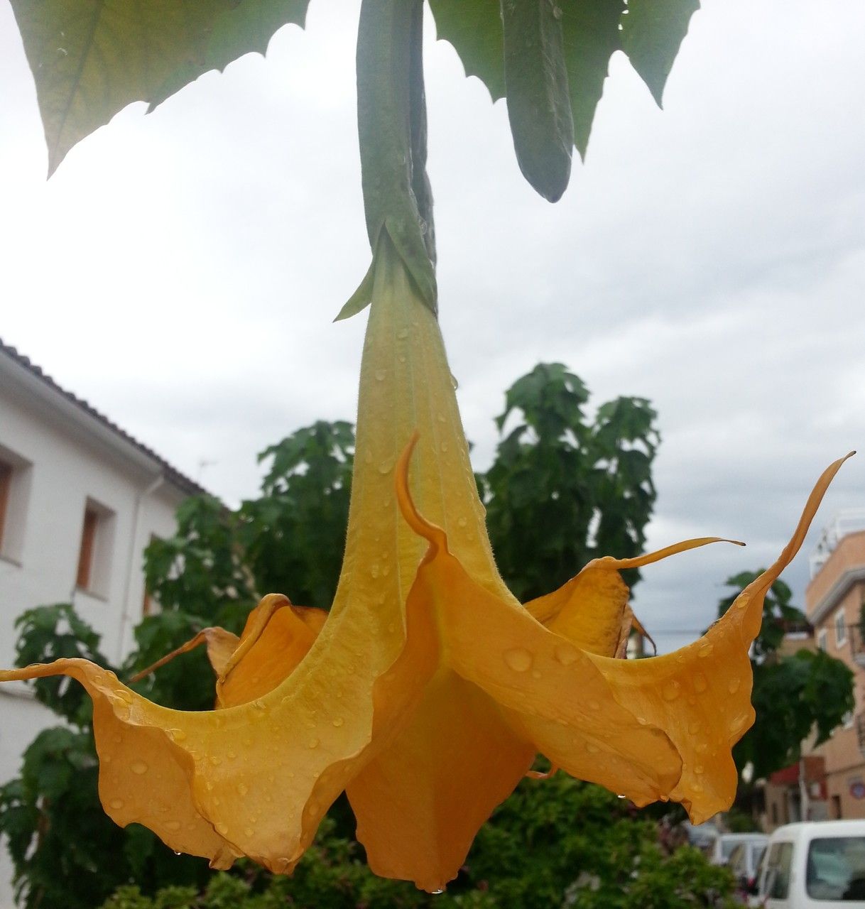 Brugmansia aurea — related species from the same genus