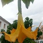 Brugmansia aurea