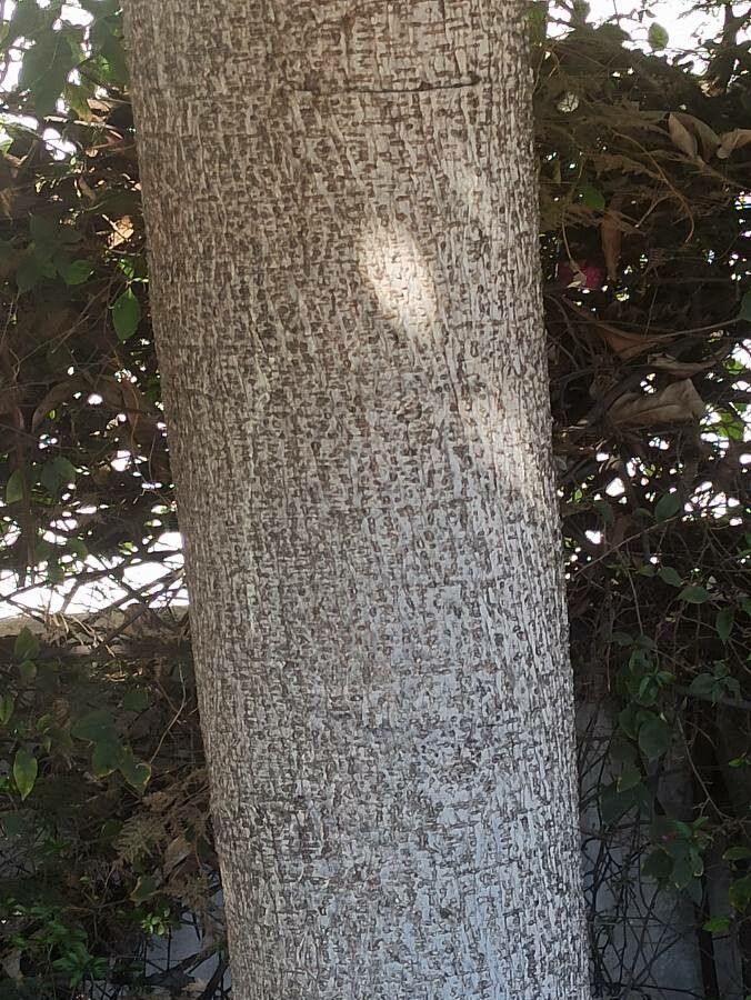 Ficus lutea bark
