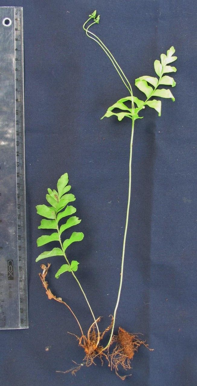 Anemia pastinacaria — houseplant care guide