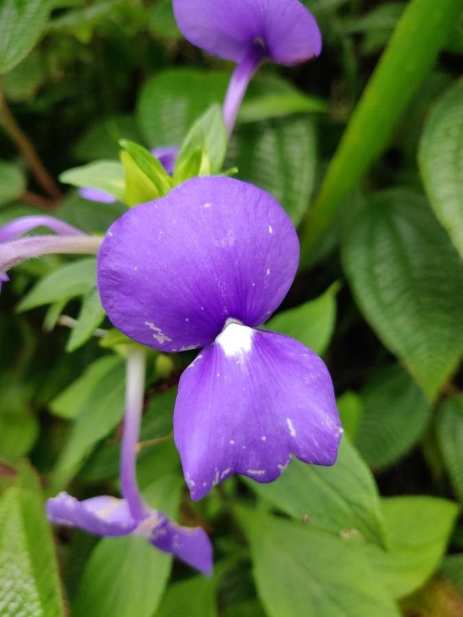 Otacanthus caeruleus flower