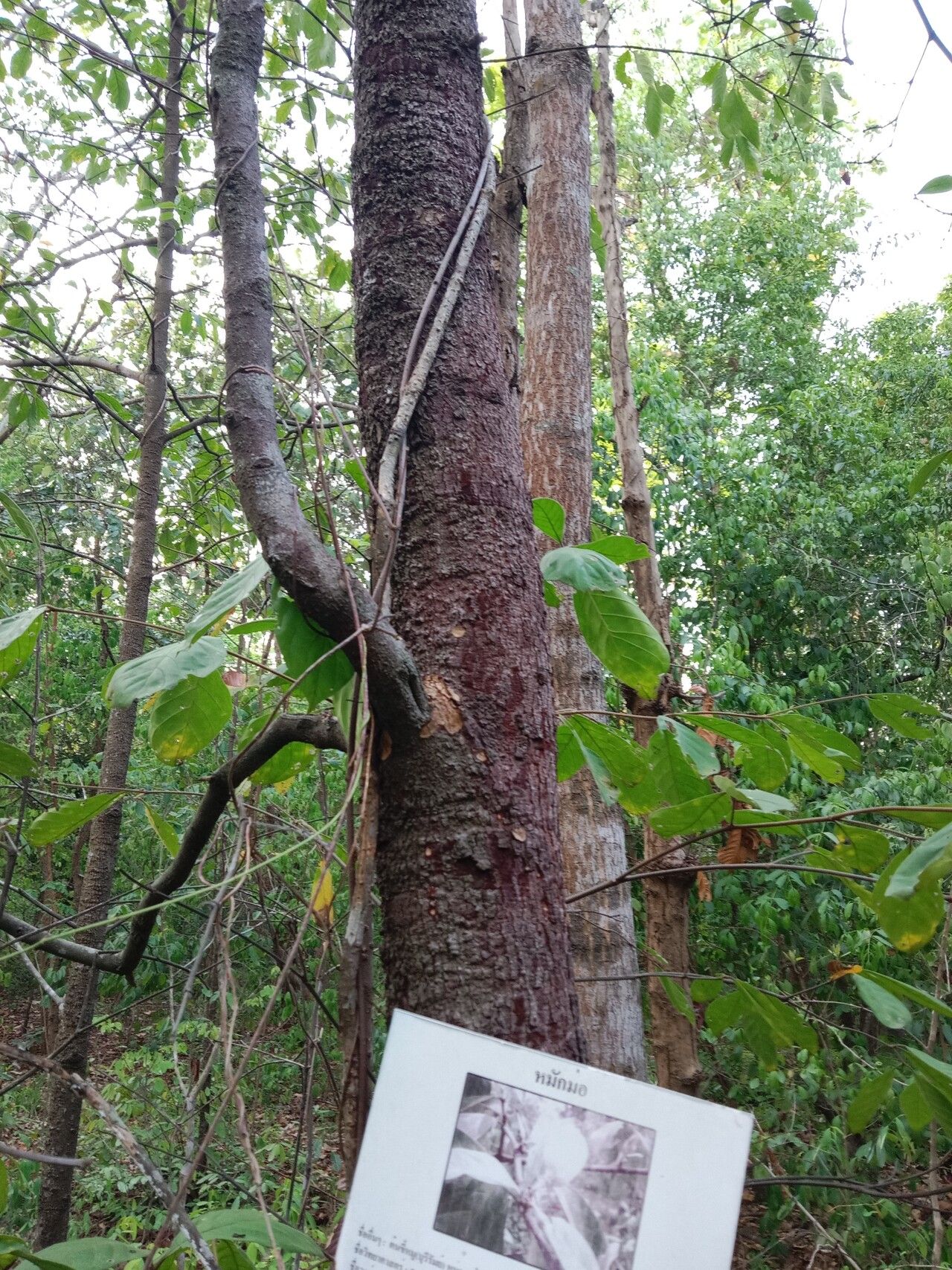 Parinari anamensis bark